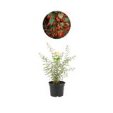 Fidan Sepetim 2 Yaş Goji Berry Fidanı (Kurt Üzümü)