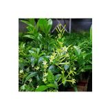 FİDAN SEPETİM 2 Yaş Melisa Fidanı - Gece Kokulu Parfüm Çiçeği 'cestrum Nocturnum'