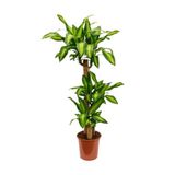 Fidan Sepetim 3 Gövdeli Dracaena Massengena Bitkisi 130-150CM
