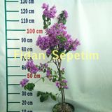 Fidan Sepetim 3 Yaş Ada Begonvili Fidanı