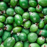 Fidan Sepetim 3 Yaş Feijoa Fidanı (Kaymak Ağacı-Acca Sellowiana) *2ADET*
