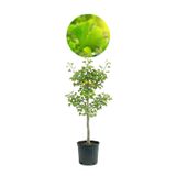 Fidan Sepetim 3 Yaş Ginkgo Biloba Mabet Ağacı