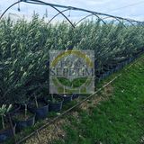 Fidan Sepetim 4 Yaş Gemlik Trilye Sofralık Zeytin Fidanı - Çok Renkli