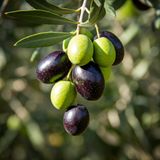 Fidan Sepetim 5 Adet Gemlik Trilye Sofralık Zeytin *2 Yaş*
