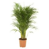 Fidan Sepetim Areca Palmiyesi Bitkisi 140-150CM
