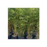 Fidan Sepetim Bambu Bitkisi (Bambusa Aurea) 150cm