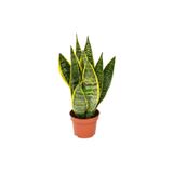 Fidan Sepetim Bodur Paşa Kılıcı Çiçeği Sanseveria 25-30cm