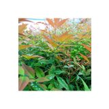 Fidan Sepetim Cennet Bambusu Bitkisi Nandina Domestica