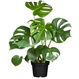 Fidan Sepetim Çok Gövdeli Iri Yapraklı Deve Tabanı - Xl (Monstera Deliciosa)
