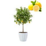 Fidan Sepetim Dekoratif Saksılı Tijli Limon Fidanı