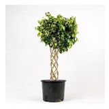 Fidan Sepetim Ficus Benjamin Bitkisi Kafes Örgülü 100-120cm