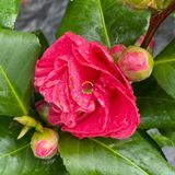 Fidan Sepetim Japon Kamelyası 'Camellia japonica'' İTHAL