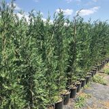 Fidan Sepetim Leylandi (Cupressocyparis leylandii) 120-140cm