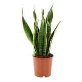 Fidan Sepetim Paşa Kılıcı Çiçeği Sanseveria 50-60 cm