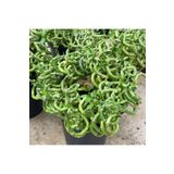 Fidan Sepetim Şans Bambusu Spiral 3'lü Paket 50CM
