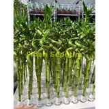 Fidan Sepetim Şans Bambusu Spiral 5'li Paket 50cm