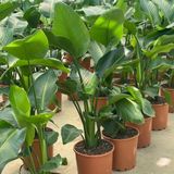 Fidan Sepetim Starliçe 3 Köklü - (Cennet Kuşu - Strelitzia Nicolai) 100-120cm