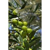 Fidan Trilye zeytin fidanı ( 2Adet) 2 yaşında