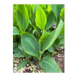Fidan YILBAŞİ OZEL - Kanı Canna Indica Yellow King Humbert Kanna Sarı-kırmızı - PLUS HEDİYE