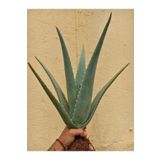 FidanBudur Aloe Vera Bitkisi Çok Büyüyen Fidan, Bol Yavrulu 50 Cm, Köklü, Saksısız, Aloe Vera Plant