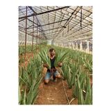 FidanBudur Çok Büyüyen Aloe Vera Bitkisi Fidanı 30 Cm Saksısız Köklü Odunsu Cins