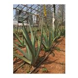FidanBudur Çok Büyüyen Aloe Vera Çiçeği Bitkisi Fidanı 30 Cm Saksısız Köklü Odunsu