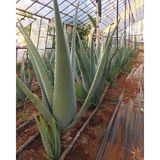 FidanBudur Odunsu Gövde Aloe Vera Bitkisi 60 cm 2 Yaş Anaç Saksısız Köklü Yavru Aloe Vera Plant
