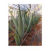 FidanBudur Odunsu Gövde Aloe Vera Bitkisi 60 Cm 2 Yaş Anaç Saksısız Köklü Yavru Hediyeli, Aloe Vera Plant