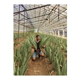 FidanBudur Odunsu Gövde Aloe Vera Bitkisi 70 Cm 3 Yaş Anaç, Saksısız Köklü Yavru Hediyeli, Aloe Vera Plant