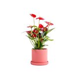 Fidanburada Antoryum Çiçeği-flamingo Çiçeği Ruby Pembe Saksılı - Anthurium 30-40 Cm