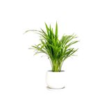 Fidanburada Areka Palmiyesi - Curvy Beyaz Saksılı - Areca Dypsis Lutescens-ithal 30-40 Cm