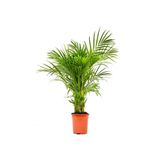 Fidanburada Areka Palmiyesi Large -Areca Dypsis Lutescens