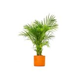 Fidanburada Areka Palmiyesi Large - Ruby Terra Cotta Saksılı Dypsis Lutescens