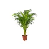 Fidanburada Areka Palmiyesi - Salon Palmiyesi