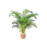 Fidanburada Areka Palmiyesi Xl (DYPSİS LUTESCENS) Lane Beyaz Hasır Saksılı