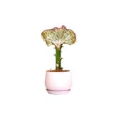 Fidanburada Aşılı Kaktüs (EUPHORBİA LACTEA CRİSTATA) Curvy Pembe Saksılı