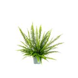 Fidanburada Aşk Merdiveni-nephrolepis Exaltata