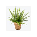 Fidanburada Aşk Merdiveni Nephrolepis Lanesse Beyaz Hasır Saksılı