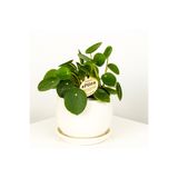 Fidanburada Baby Pilea Beyaz Curvy Saksılı