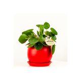Fidanburada Baby Pilea Kırmızı Curvy Saksılı