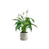 Fidanburada Barış Çiçeği - Curvy Beyaz Saksılı-Spathiphyllum