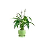 Fidanburada Barış Çiçeği - Curvy Yeşil Saksılı-Spathiphyllum