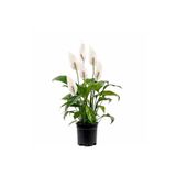 Fidanburada Barış Çiçeği - Spathiphyllum 40-60cm