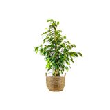 Fidanburada Benjamin (FİCUS BENJAMİNA DANİELLE) Boho Hasır Saksılı