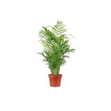 Fidanburada Dağ Palmiyesi - Chamaedorea Elegans Ithal-30-40 Cm