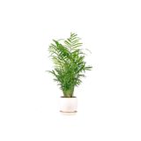 Fidanburada Dağ Palmiyesi - Curvy Beyaz Saksılı Chamaedorea Elegans Ithal-30-40 Cm