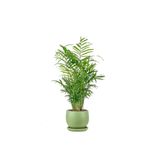 Fidanburada Dağ Palmiyesi - Curvy Yeşil Saksılı Chamaedorea Elegans Ithal-30-40 Cm
