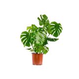 Fidanburada Deve Tabanı Bitkisi - Monstera Deliciosa-ithal 60-80cm