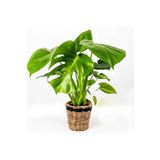 Fidanburada Deve Tabanı Bitkisi- Monstera Deliciosa Lanesse Siyah Hasır Saksılı