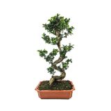 Fidanburada Ficus S Bonsai 120-140 Cm